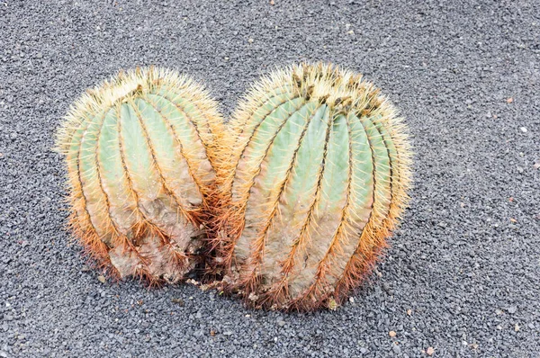 カナリア諸島 サボテンと多肉植物のサボテン園でサボテンの多種多様 — ストック写真