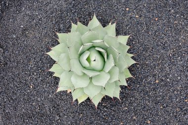kaktüs Kanarya Adaları, kaktüs ve etli bitkiler kaktüs bahçesinde çok çeşitli