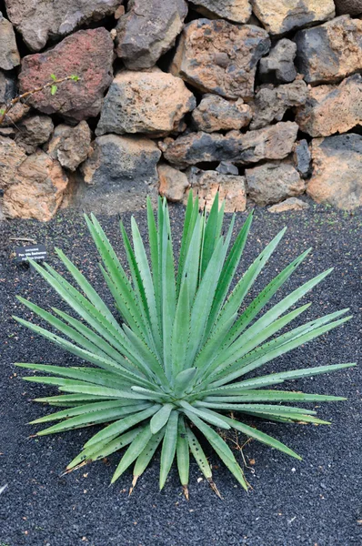 カナリア諸島 サボテンと多肉植物のサボテン園でサボテンの多種多様 — ストック写真