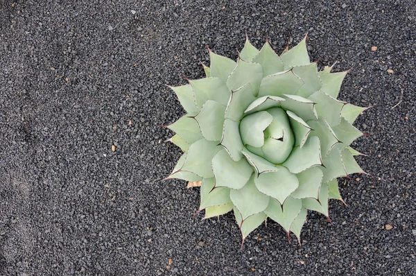 Grande Varietà Cactus Nel Giardino Cactus Nelle Isole Canarie Cactus — Foto Stock