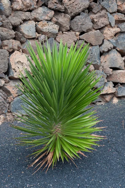 カナリア諸島 サボテンと多肉植物のサボテン園でサボテンの多種多様 — ストック写真