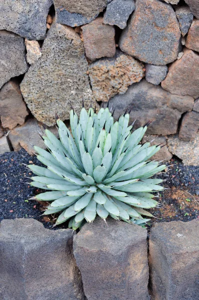 Grande Varietà Cactus Nel Giardino Cactus Nelle Isole Canarie Cactus — Foto Stock