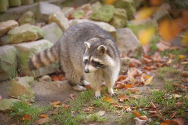 Rakun doğal ortamında kayaların ve sonbahar yapraklarının arka planına yakın çekim yapar. Hayvanın fotoğrafı. Rakun ailesinin yırtıcı memelisi. Çevre koruma, ekolojik sorunlar