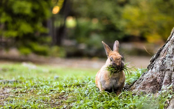 Kahverengi Tavşan Bir Parkta Yeşil Çim Yeme — Stok fotoğraf