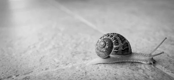 siyah beyaz fotoğraf izole bir salyangoz