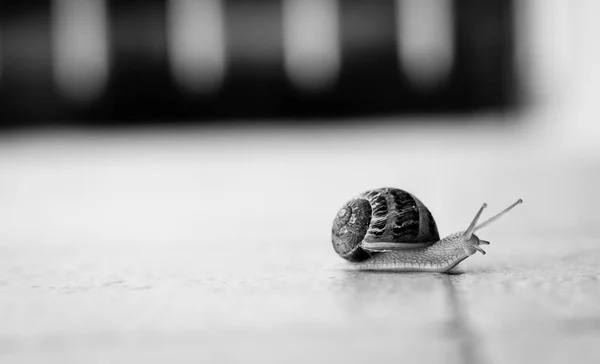달팽이의 — 스톡 사진