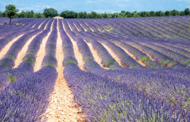 Provence, Fransa 'daki lavanta tarlaları