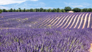 Provence, Fransa 'daki lavanta tarlaları
