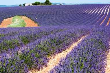 Valensole/Fransa-Haziran 25th 2018: Provence, Fransa, lavanta alanları onlara geçiş dostum