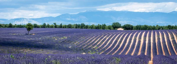 Provence, Fransa 'daki lavanta tarlaları