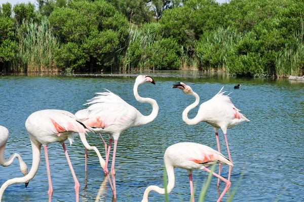 Flamencos Parque Ornitológico Pont Gau Camargue Francia — Foto de Stock