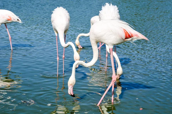 Фламинго Орнитологическом Парке Пон Гау Камарг Франция — стоковое фото