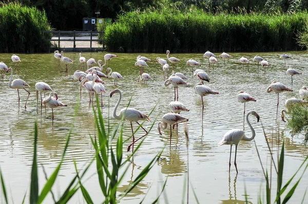 Фламинго Орнитологическом Парке Пон Гау Камарг Франция — стоковое фото