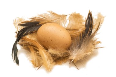 Tüyler, beyaz arka plan üzerinde izole kahverengi yumurta