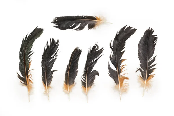 Chicken Feathers Set Isolated White Background — Stock Photo, Image