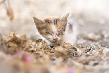 Göz enfeksiyonu, kör kedi yavru kedi