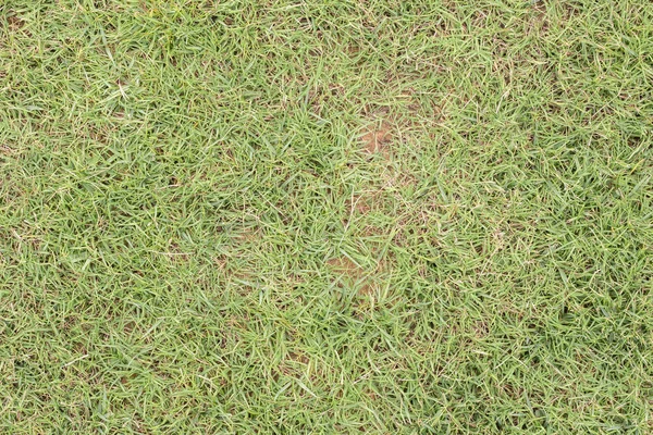 背景の草緑の草テクスチャ クローズ アップ トップ ビュー ストックフォト