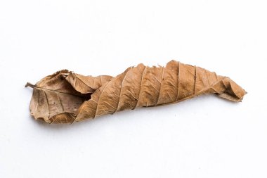 Beyaz arka plan üzerinde izole sarı kahverengi kuru yaprak closeup