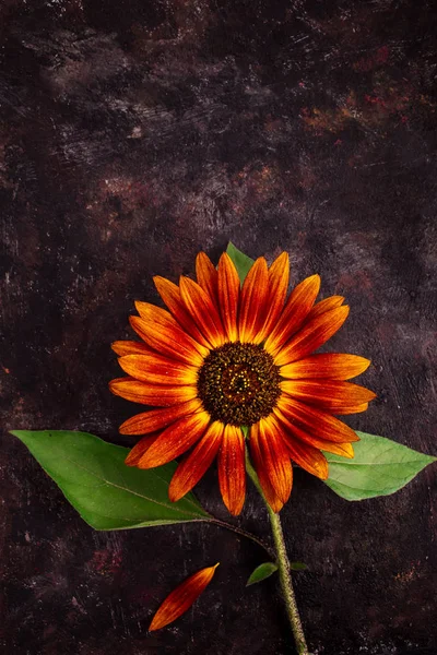 Decorative sunflower on grunge