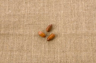 çuval arka plan üzerinde meşe palamudu