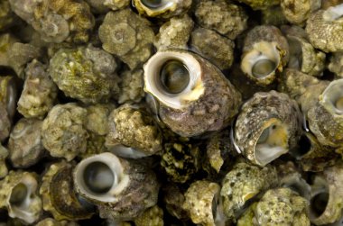 Küçük deniz kabukları, Lunella Coronata, Okinawa 'da Chinbora adında küçük bir deniz salyangozu.