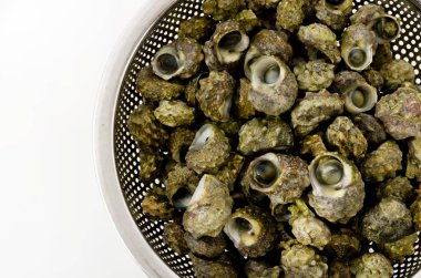 Küçük deniz kabukları, Lunella Coronata, Okinawa 'da Chinbora adında küçük bir deniz salyangozu.