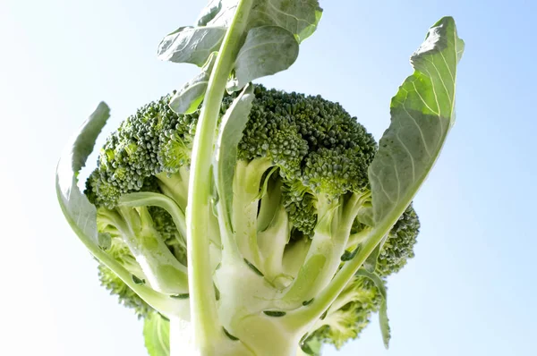 Fresh Broccoli Background Sky — Stock Photo, Image