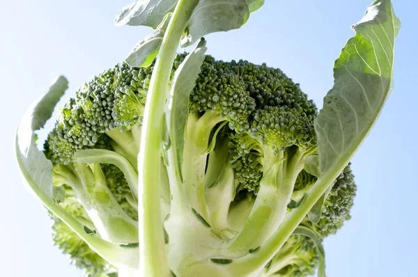 Brokoli Segar Latar Belakang Langit — Stok Foto