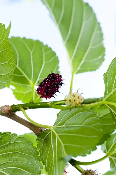 Fresh Mulberry Fruits Branch Mulberry Tree — Stock Photo, Image