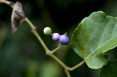 Ampelopsis brevipedunculata 'Citrulloides' meyvesi