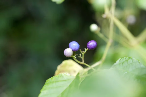 Ampelopsis Brevipedunculata Citrulloides Fruta — Foto de Stock