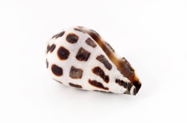 Beyaz arkaplan ile deniz kabuğu yakın plan