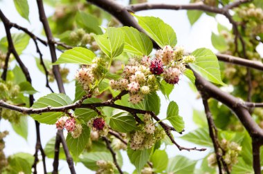 Dut ağacının dalında taze dut meyveleri.
