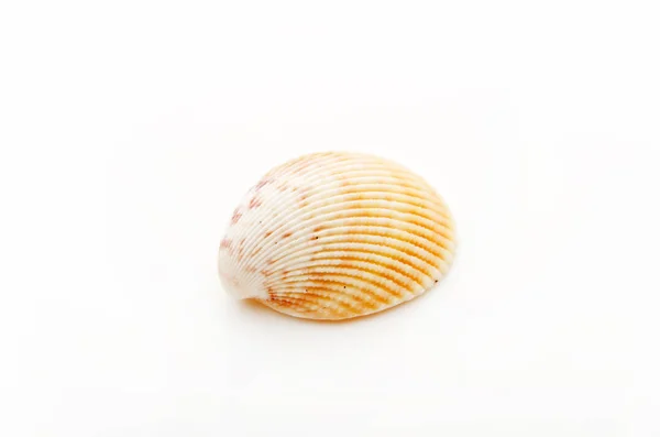Sea Shell Close Met Witte Achtergrond — Stockfoto
