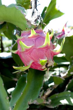 Dragon meyve ağacı üzerinde