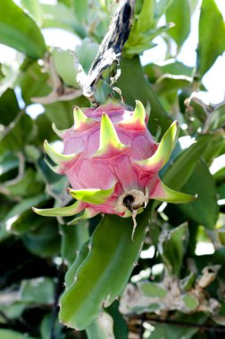 Dragon meyve ağacı üzerinde