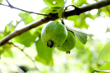 Ağaçtaki guava meyveleri