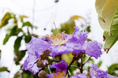 Kraliçe'nin krep myrtle çiçek menekşe rengi.(lagerstroem IA speciosa (l.) pers.) 