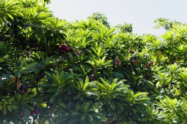 Cerbera manghas (deniz mangosu) çiçek ve meyveler. Yeşil İntihar Ağacı, Pong-pong, Othalanga (Cerbera odollam) parktaki ağaçta..