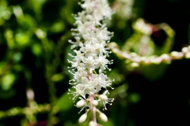 Anredera cordifolia, yaygın olarak Madeira-asması ya da mignonette sarmaşığı olarak bilinir., 
