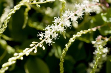 Anredera cordifolia, yaygın olarak Madeira-asması ya da mignonette sarmaşığı olarak bilinir., 