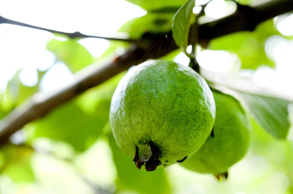 Ağaçtaki Guava Meyveleri — Stok fotoğraf