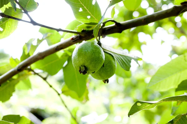 Ağaçtaki Guava Meyveleri — Stok fotoğraf