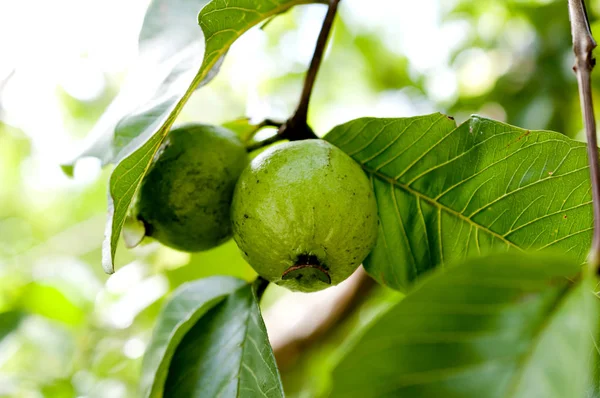 Ağaçtaki Guava Meyveleri — Stok fotoğraf