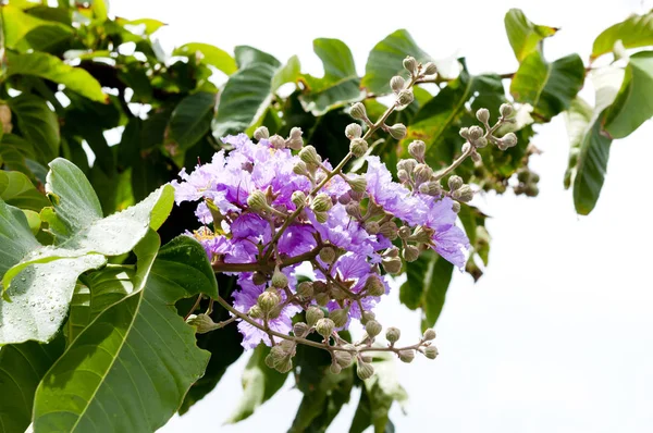 Kraliçe'nin krep myrtle çiçek menekşe rengi.(lagerstroem IA speciosa (l.) pers.) 