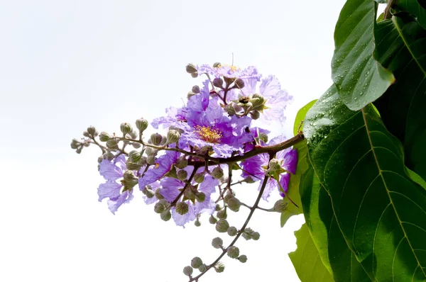 Kraliçe'nin krep myrtle çiçek menekşe rengi.(lagerstroem IA speciosa (l.) pers.) 