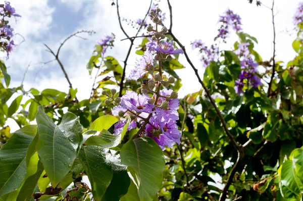 Couleur Violette Fleur Myrte Violette Reine Lagerstroem Speciosa Pers — Photo