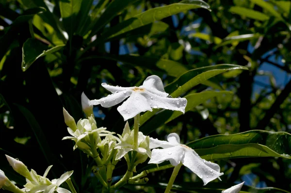 Cerbera Manghas Sea Mango Flower — Stock Photo, Image