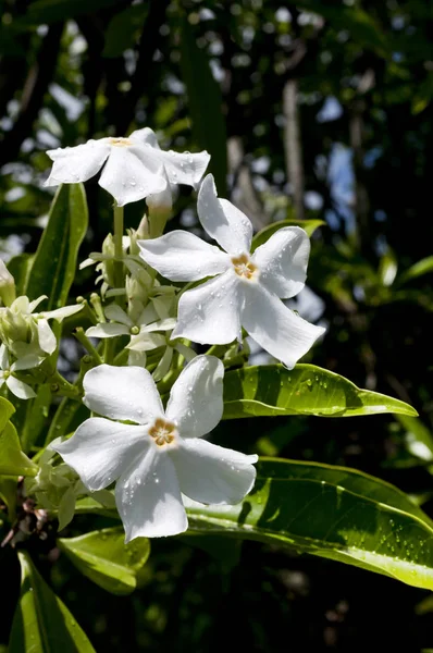 Cerbera Manghas Mangue Mer Fleur — Photo