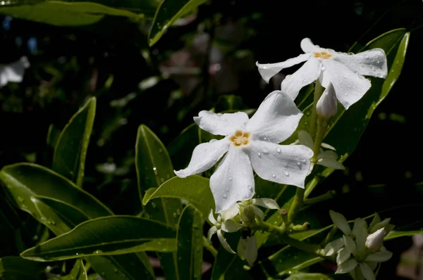 Cerbera Manghas Sea Mango Flower — Stock Photo, Image